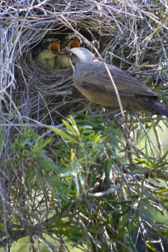 Grey-crowned Babbler Nest