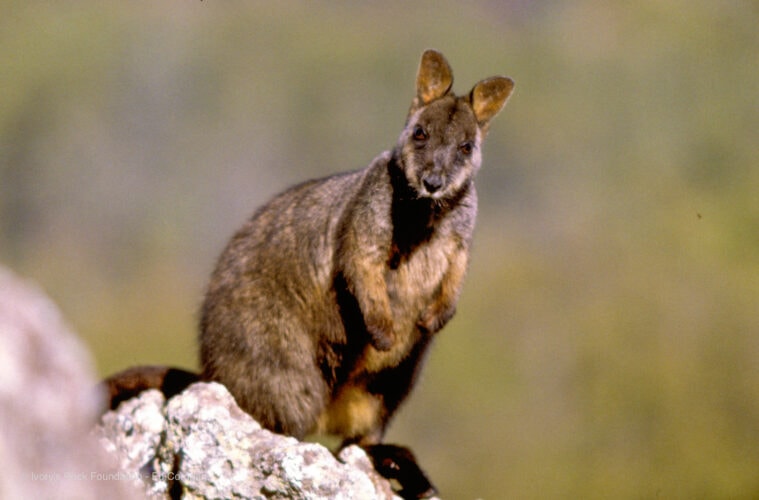 Brush-tail Rock Wallaby