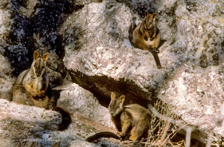 Brush-tailed Rock Wallabies
