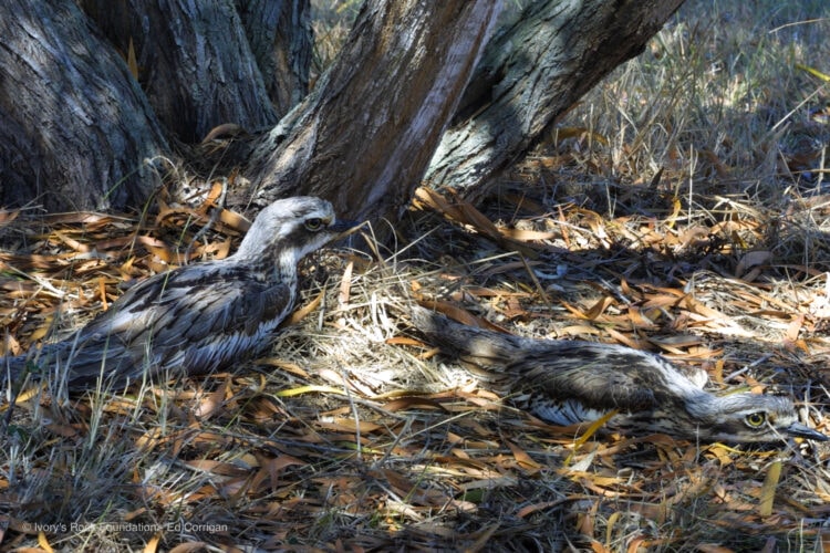 Bush Stone-Curlew Nest