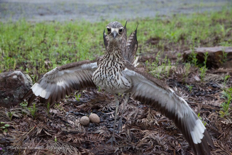 Bush Stone-Curlew Protecting Eggs