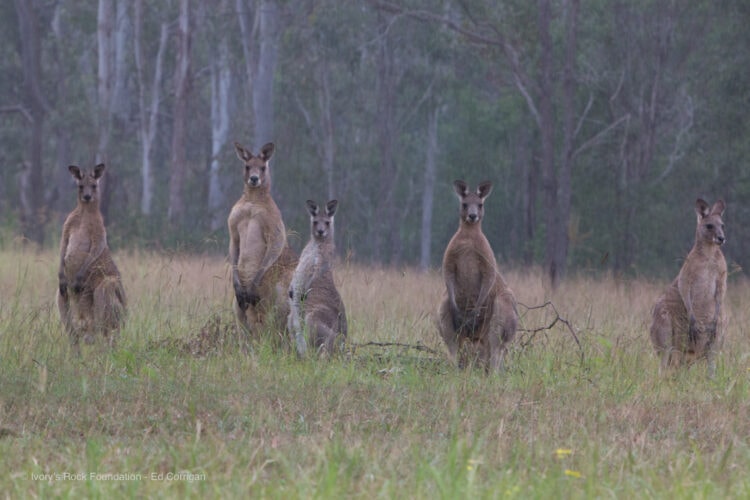 Eastern Grey Kangaroo Mob