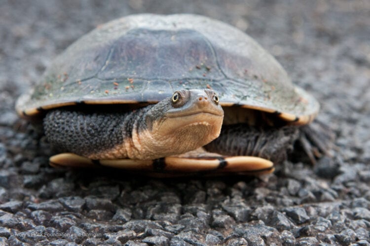 Eastern Long necked Turtle