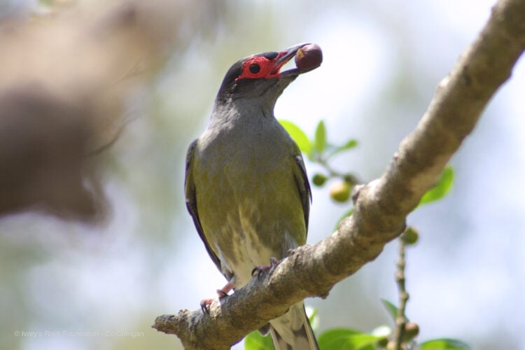 Figbird Male
