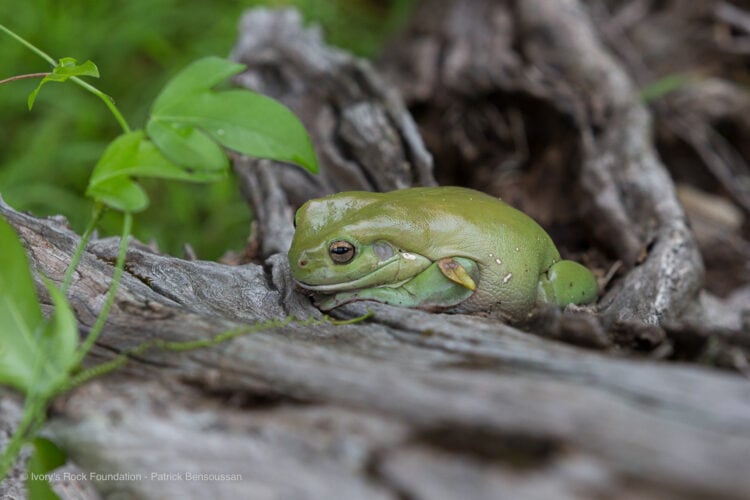 Common Green Tree Frog