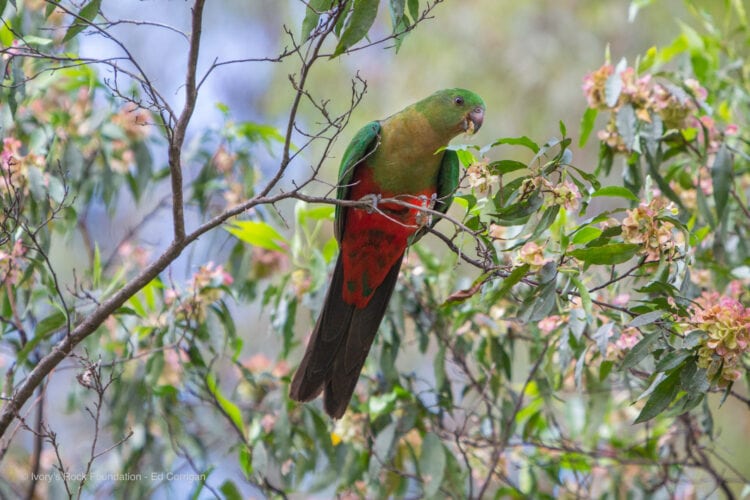 King Parrot Female