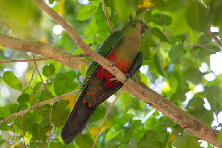 King Parrot Female