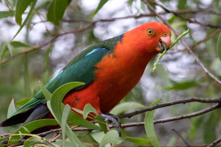 King Parrot Male