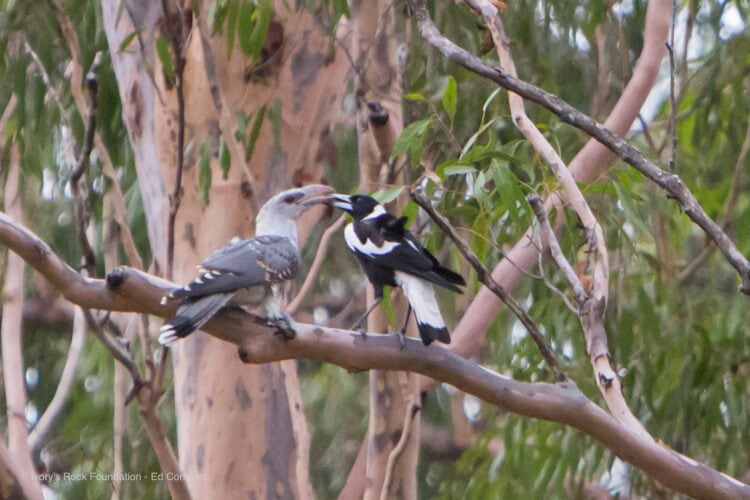 Magpie feeding Channel billed Cuckoo