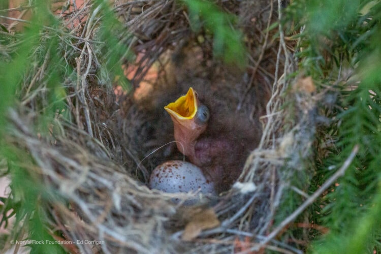 Noisy Miner Nest Chick