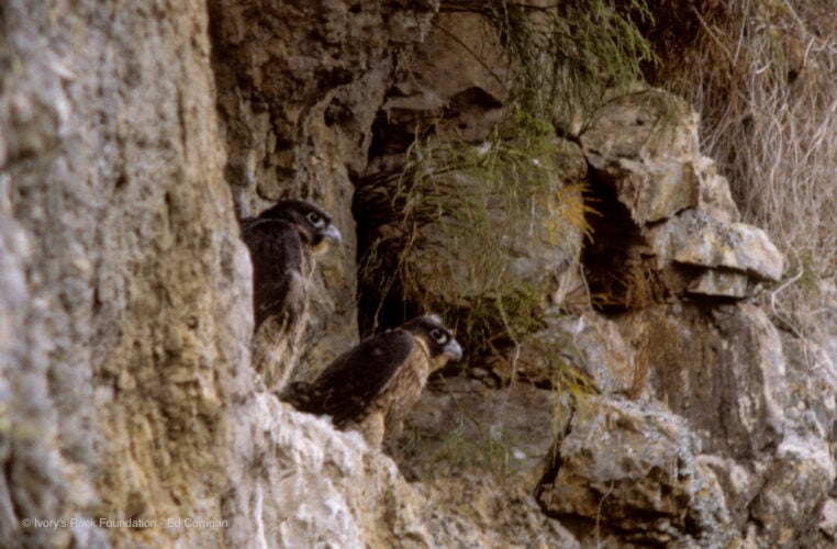 Peregrine Falcon Fledglings