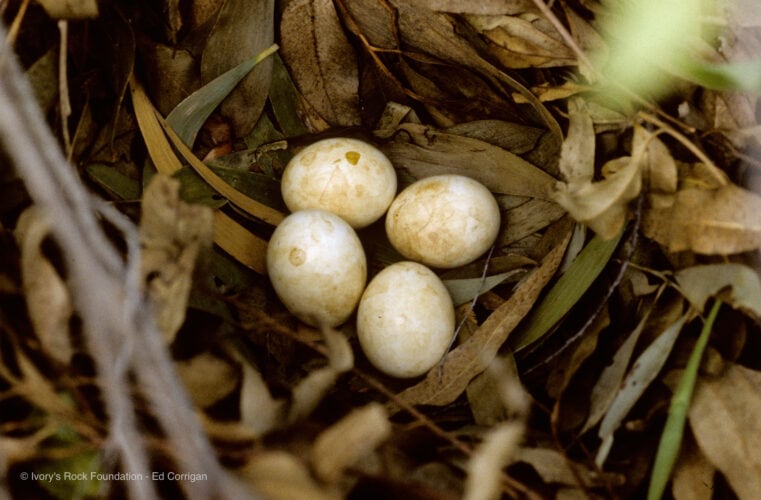 Pheasant Coucal Nest
