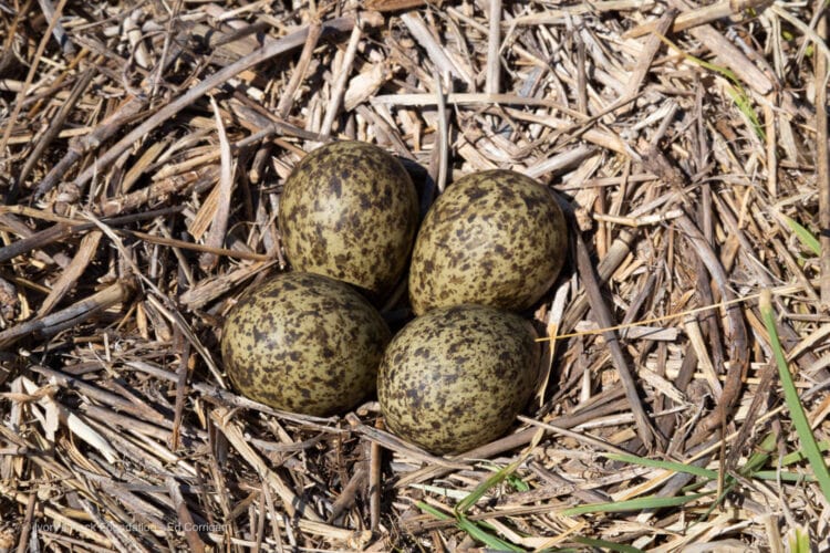 Masked Lapwing Nest Eggs