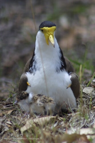 Masked Lapwing and Chick