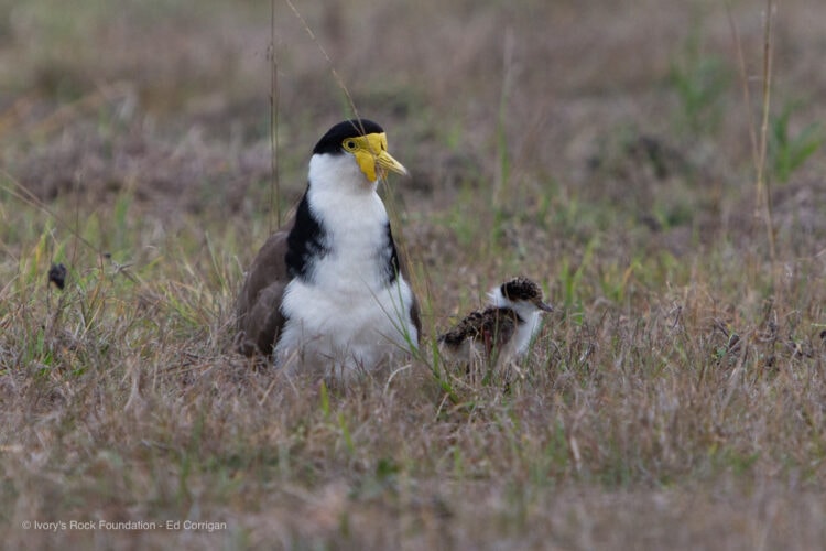 Masked Lapwing and Chick