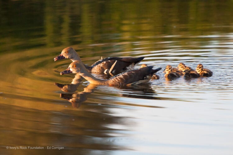 Plumed Whistling Ducks with Chicks