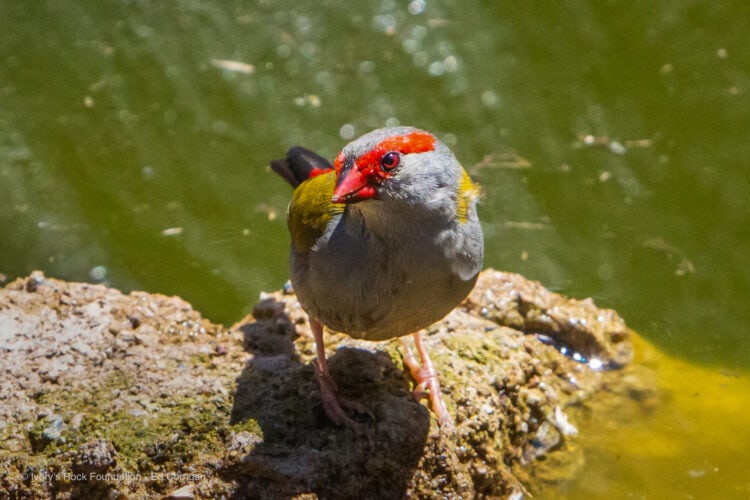 Red-browed Firetail Finch