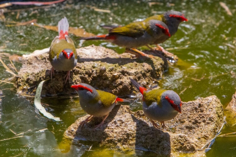 Red-browed Firetail Finches