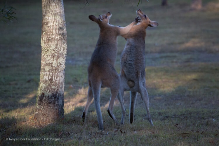 Red-neck Wallabies Fghting