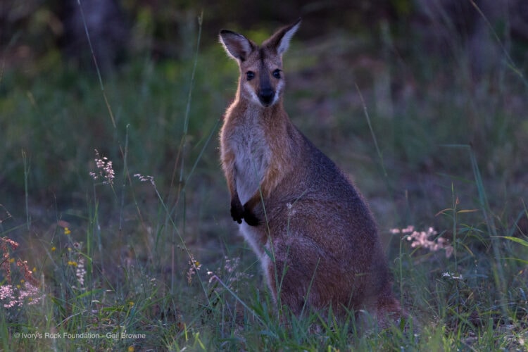 Red-neck Wallaby
