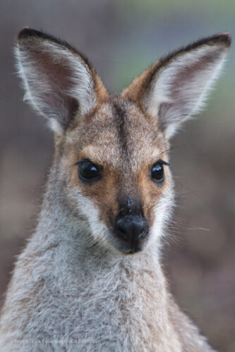 Red-neck Wallaby