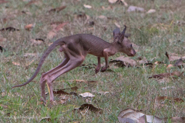 Red-neck Wallaby Pinky