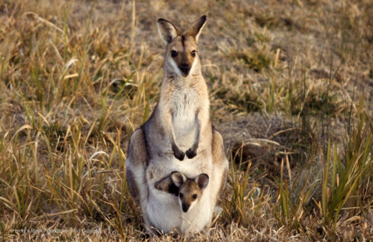 Red-neck Wallaby Pouch Joey