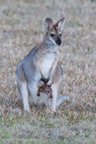 Red-necked Wallaby with Pouch Pinky