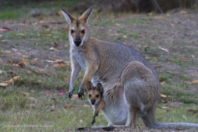 Red-neck Wallaby with Wallaby