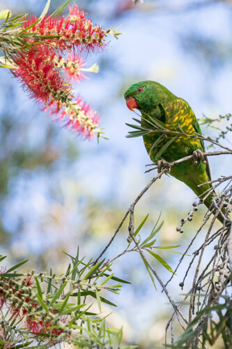 Scaly breasted Lorikeet