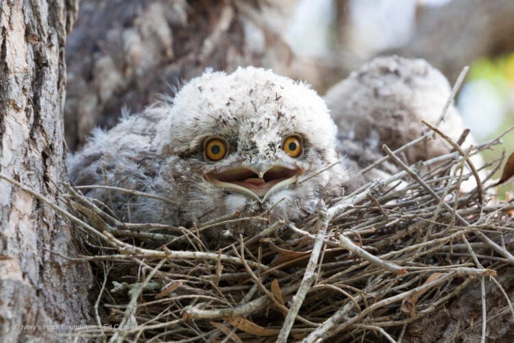 Tawny Frogmouth Chicks Nest