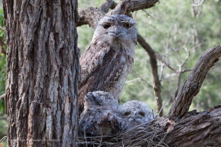 Tawny Frogmouth with Chicks