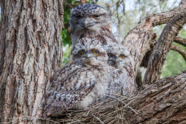 Tawny Frogmouth with Fledglings