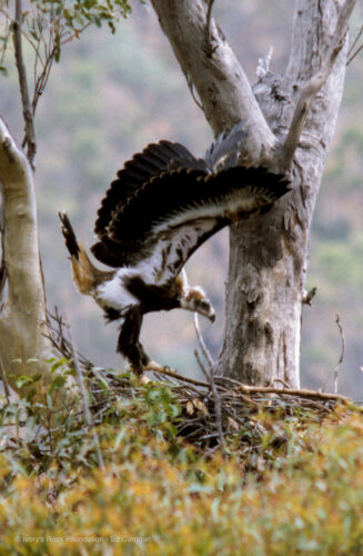 Wedge-tailed Eagle Fledgling
