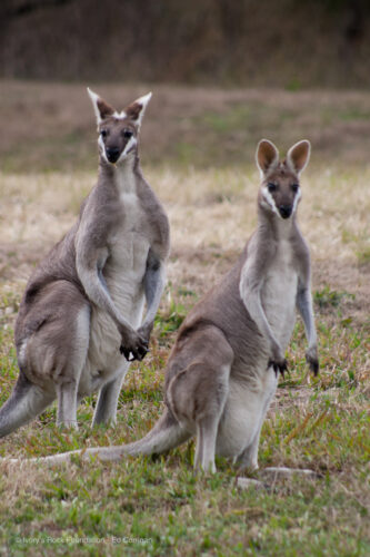 Whiptail Wallabies