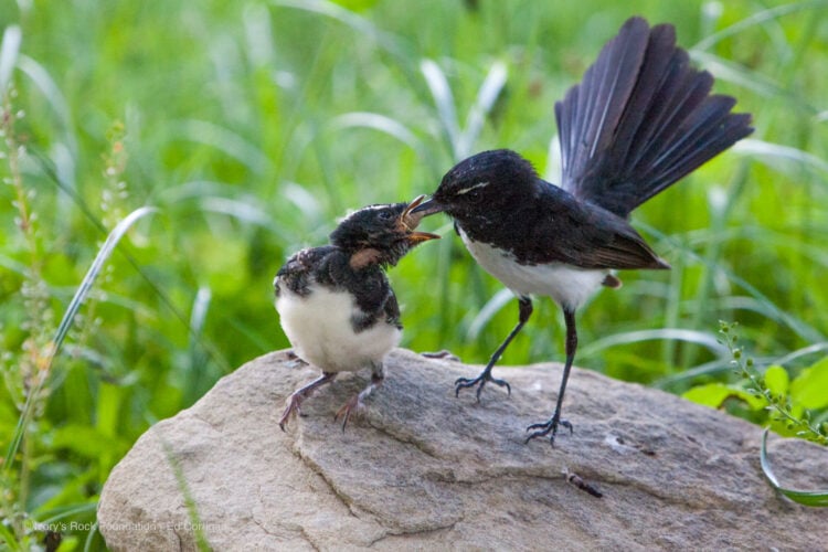 Willie Wagtail feeding Chick