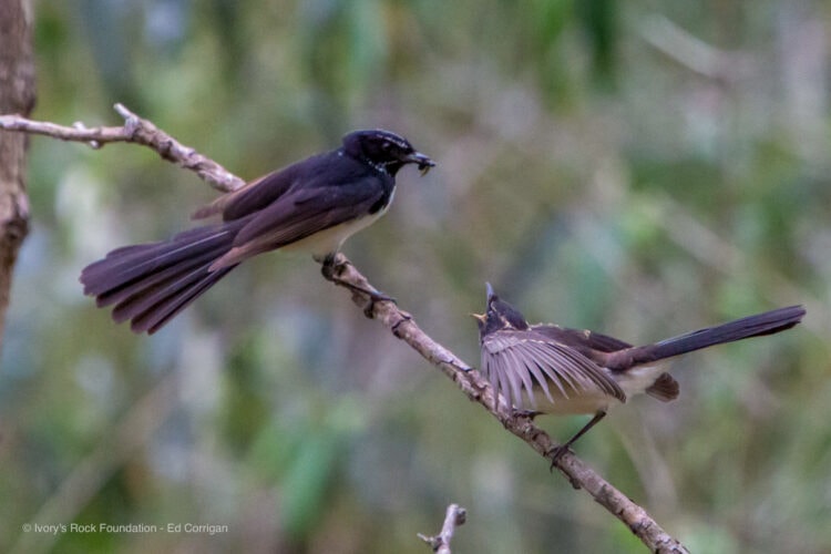 Willie Wagtail with Chick