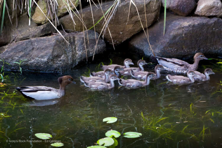 Wood Ducks in Pond