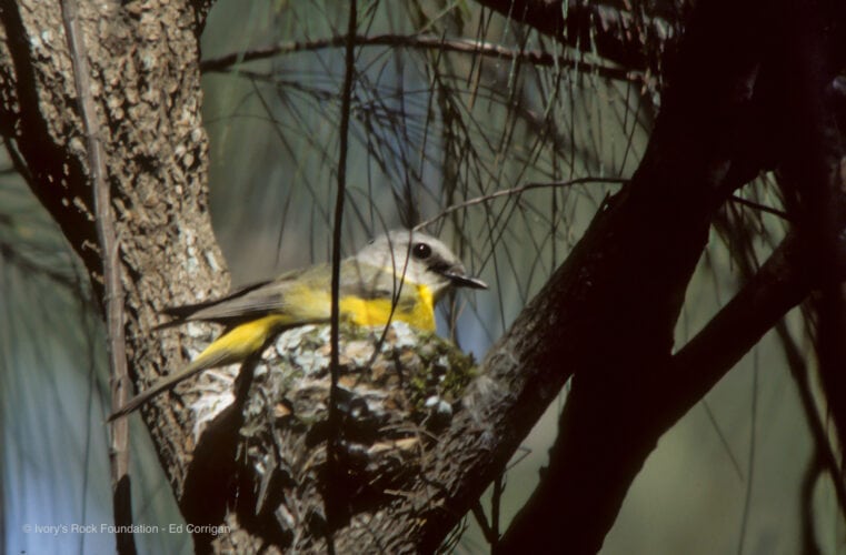 Eastern Yellow Robin Nesting